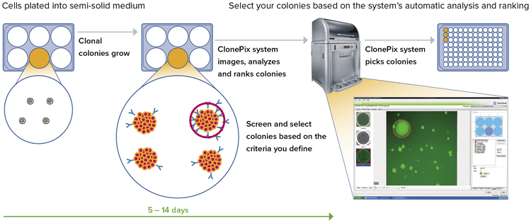 Redefine clone screening and selection