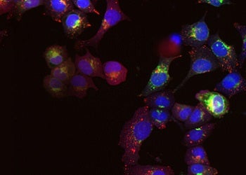 Cancer Research Solution