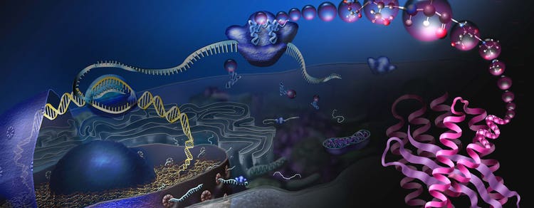 Protein Detection, Quantification and analysis