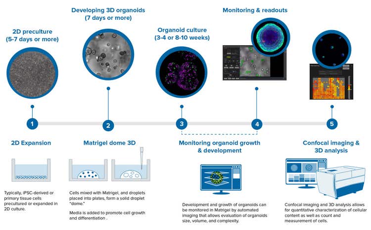 Workflow for Organoid Culturing and Screening