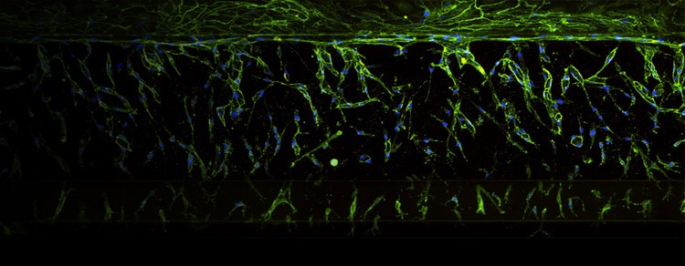 Organ-on-a-chip cell models