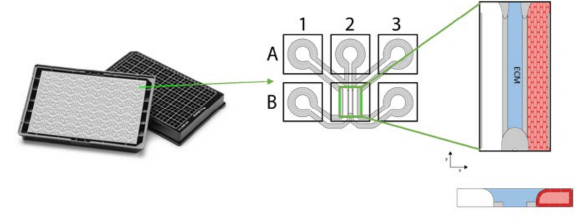 The OrganoPlate® 3-lane 64 culture chip and schematic representation along with the an Illustration of a tubule of cells grown against an ECM gel