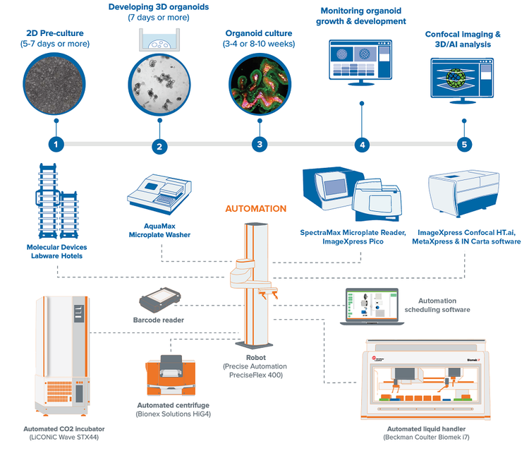 Integrated system for high-throughput intestinal organoid workflow