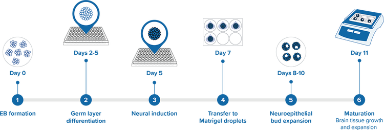 Steps used to develop iPSC-derived cerebral Organoids