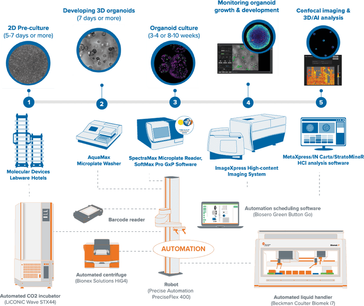 Automation of 3D lung organoid culture and experimental protocols