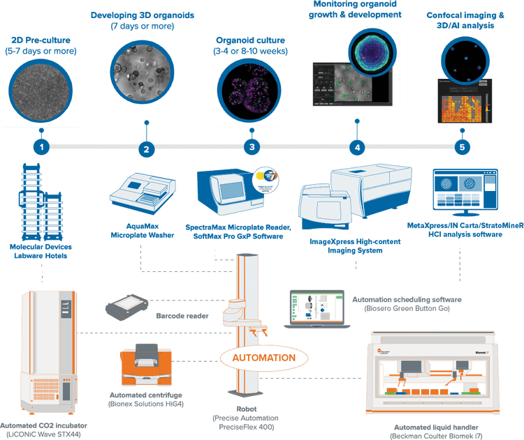 Automation of 3D Lung Organoid