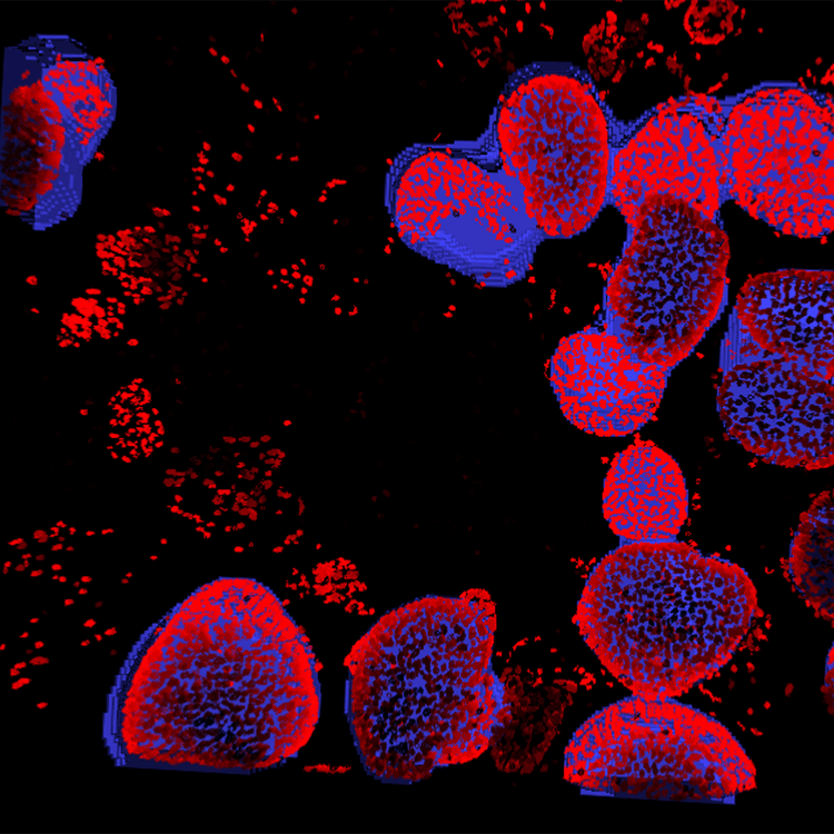 Image analysis of organoid