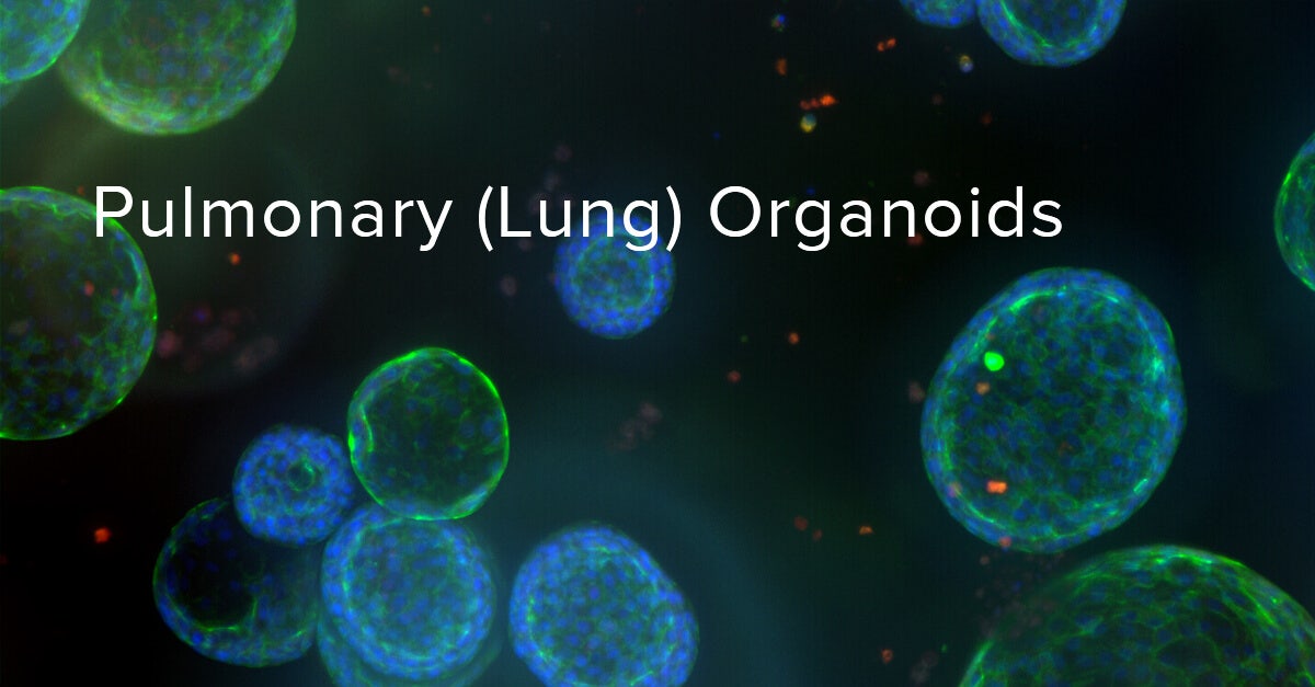 Pulmonary Organoids, Lung Organoids