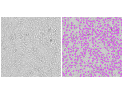 StainFree analysis of NIH3T3 cells