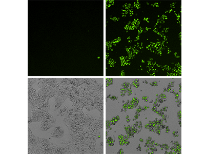 EarlyTox Caspase-3/7 NucView 488 Assay