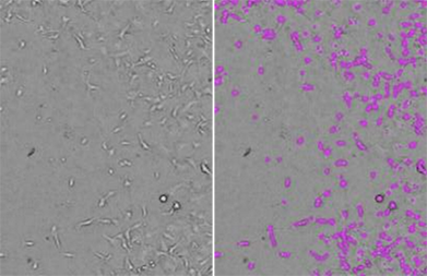 StainFree cell counts