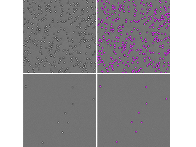 StainFree cell counts