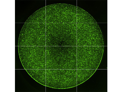 The Oris™ Pro Cell Migration Assay