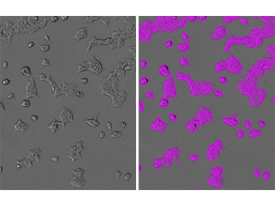 StainFree identification of HEK293-GFP cells