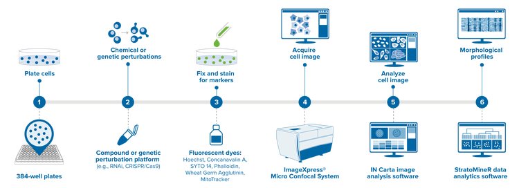 Cell Painting assay workflow