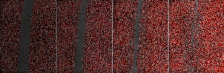 Cell Migration Assays