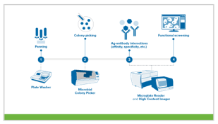 Antibody Discovery Phage Display Workflow