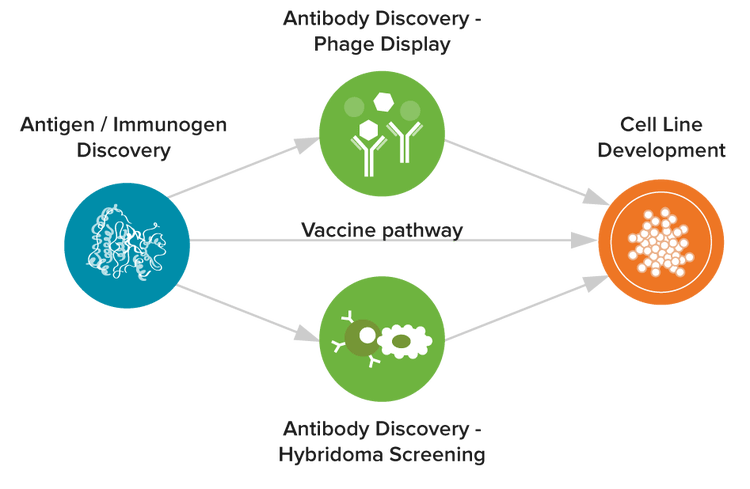 Vaccine development workflows