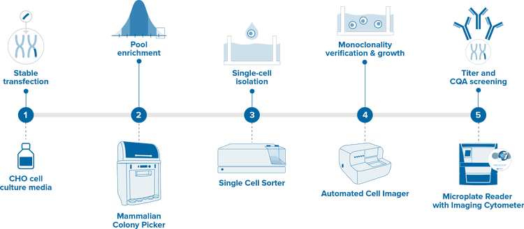 Cell line development workflow