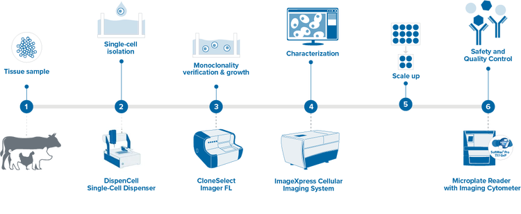 Scale cultured meat production with monoclonal cell lines