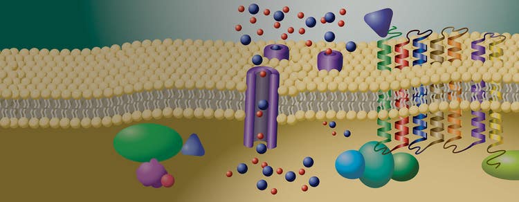 GPCRs (G protein-coupled receptors)