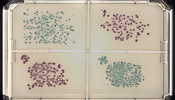 Automating Microbial Plating & Streaking with QPix FLEX System