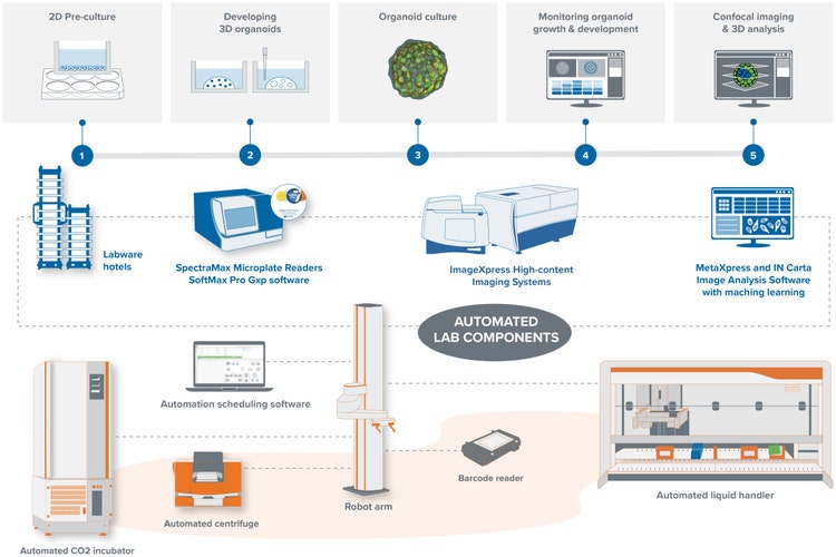 Organoid Screening 3D Workflow