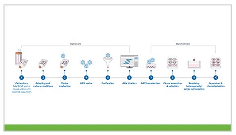 AAV-plasmid workflow