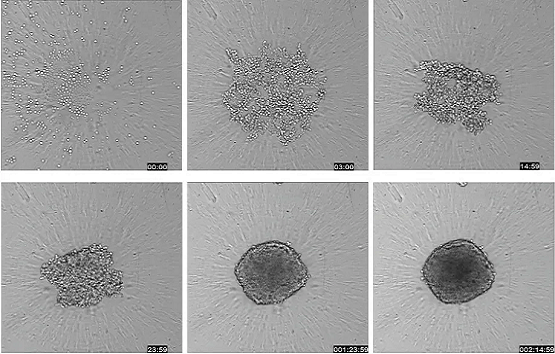 Workflow for testing spheroids