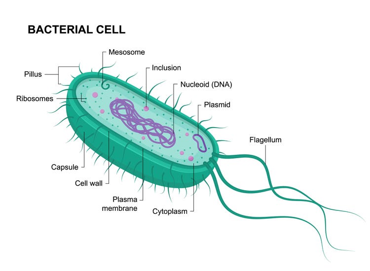Anatomy of a bacterial cell showcasing its structure, where plasmids-small, circular DNA molecules—reside and replicate