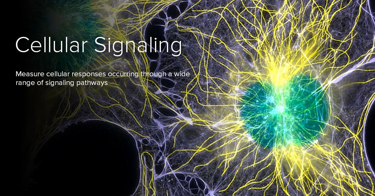 Cellular Signaling, Cellular Responses