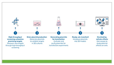Molecular Cloning to 3D cell culture: Integrating plasmids production in organoid screening workflow
