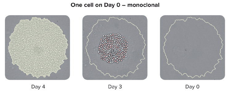 One Cell 