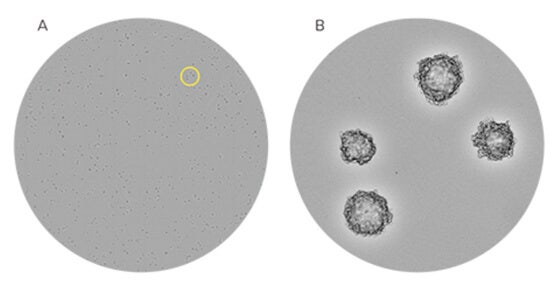 Monoclonal Antibodies (mAbs) Applications and Therapeutics