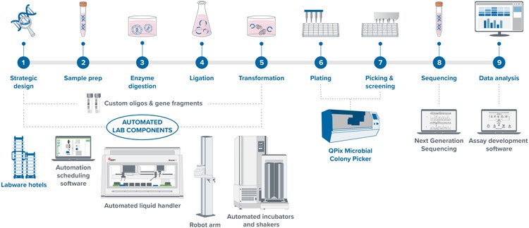 Molecular Cloning Workflow for Plasmid DNA Production