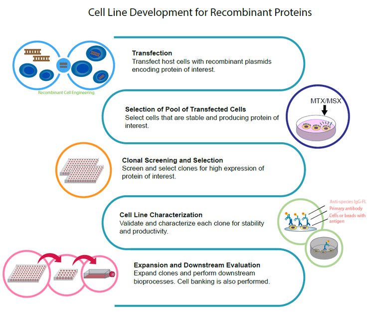 Cell line development for Recombinant Proteins