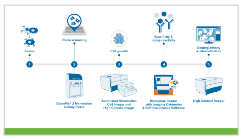 mAb production via hybridomas