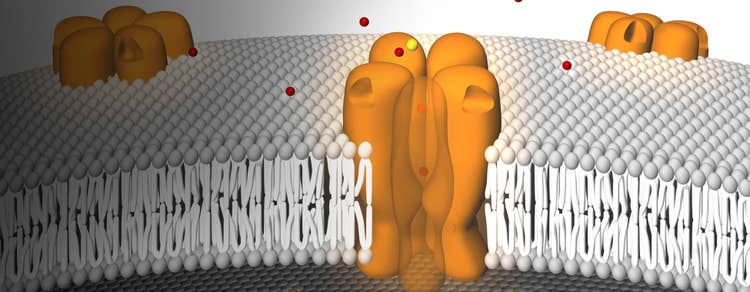 What are ion channels?