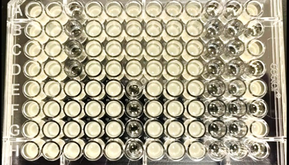 The QPix FLEX Microbial Colony Picker ensures colony picking accuracy and efficiency in a contamination-free environment, preventing microbial cross-transfer