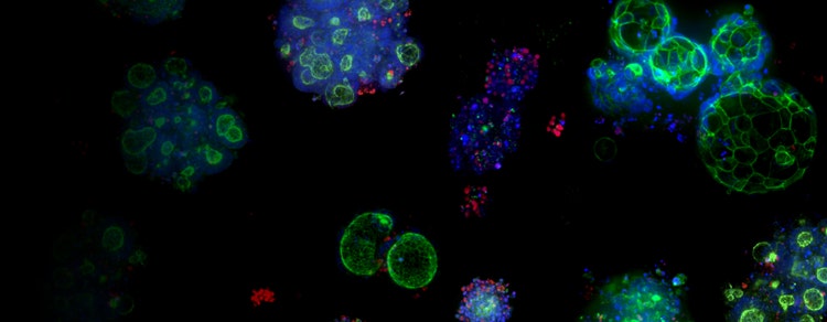 3D Cell Culture