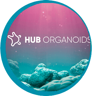 HUB Organoids