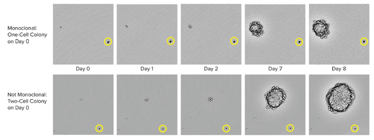 CHO-s cell growth in CloneMedia CHO Growth A semi-solid media