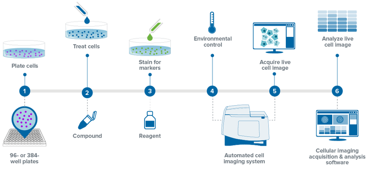 Cellular imaging and analysis workflow