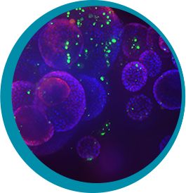 Organoid Technology