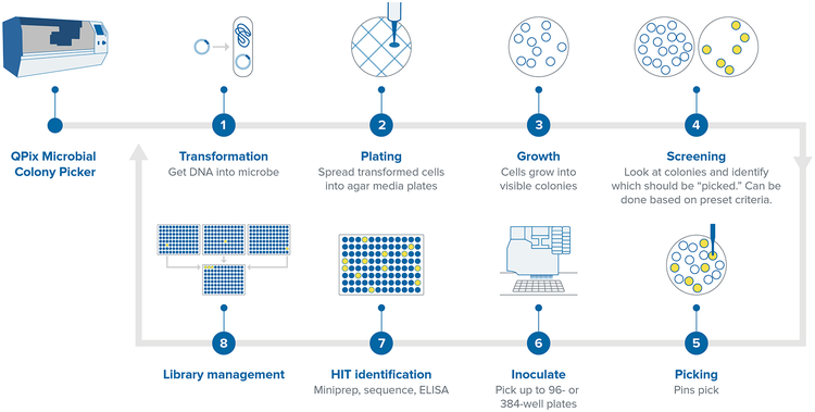 Synthetic Biology workflow with the QPix automated microbial colony system