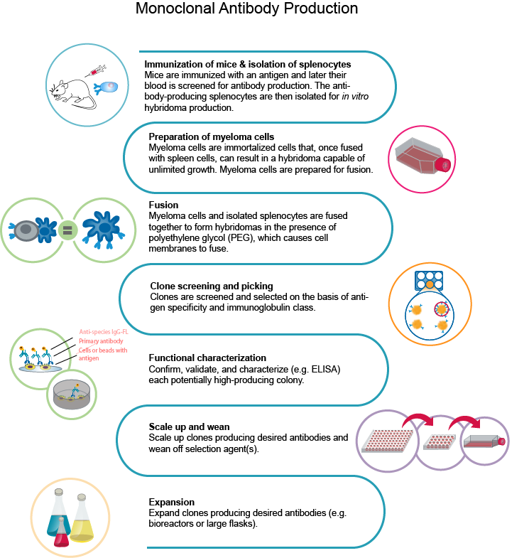 A typical monoclonal antibody production process