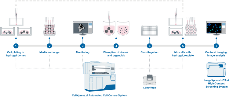 Organoid Lifecycle—helping you move from model development to actionable insight with confidence.