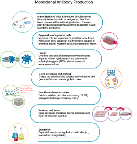 monoclonal antibodies