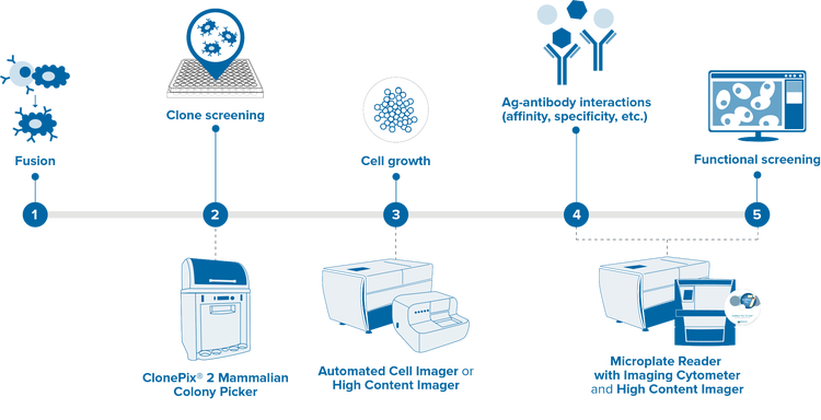 Hybridoma workflow : Generation and screening of antibody libraries using hybridomas