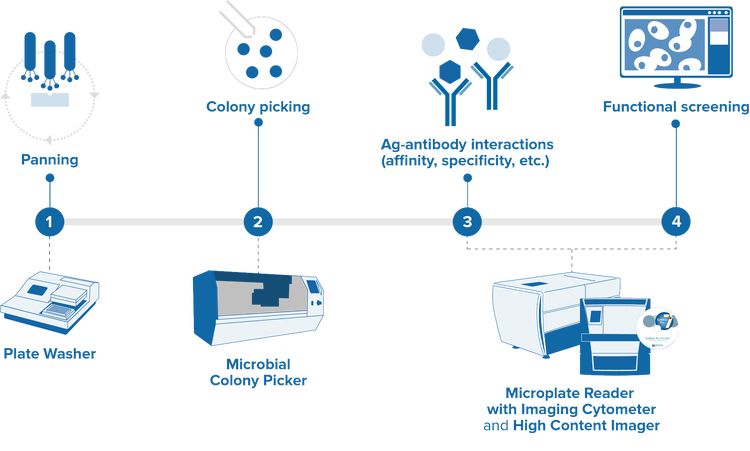 Automated solutions to increase workflow efficiency of your phage display